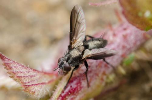 Periscepsia carbonaria
